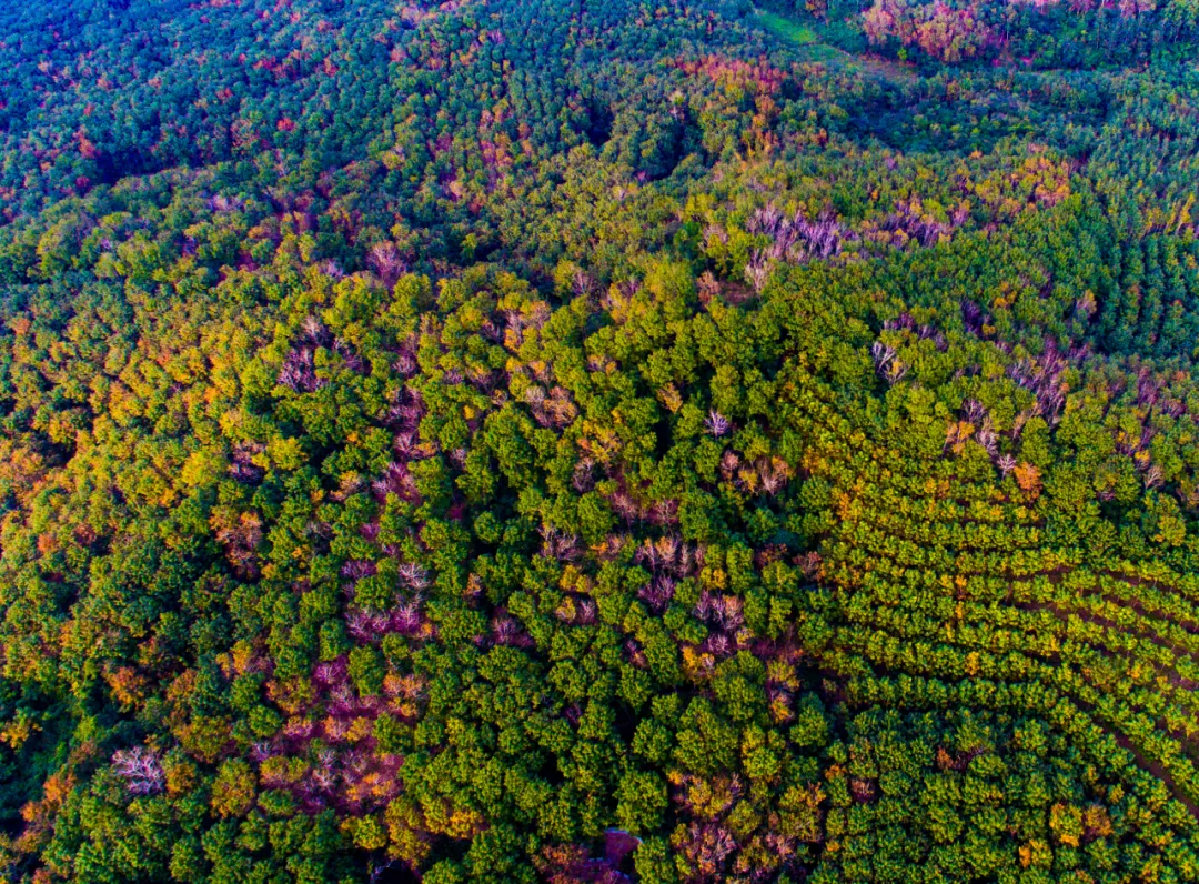 1744158987019076763.jpg 1744158987019076763.jpg