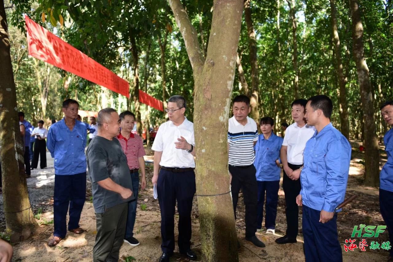艾軼倫一行人在全國割膠狀元張健的膠園調研 艾軼倫一行人在全國割膠狀元張健的膠園調研